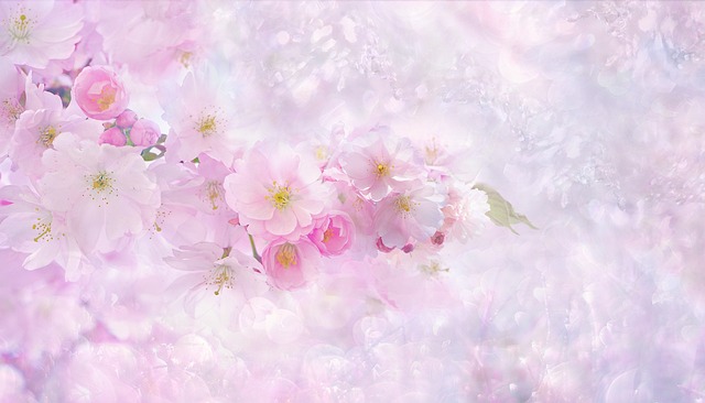 桜画像